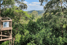 Regenwald Regenwald